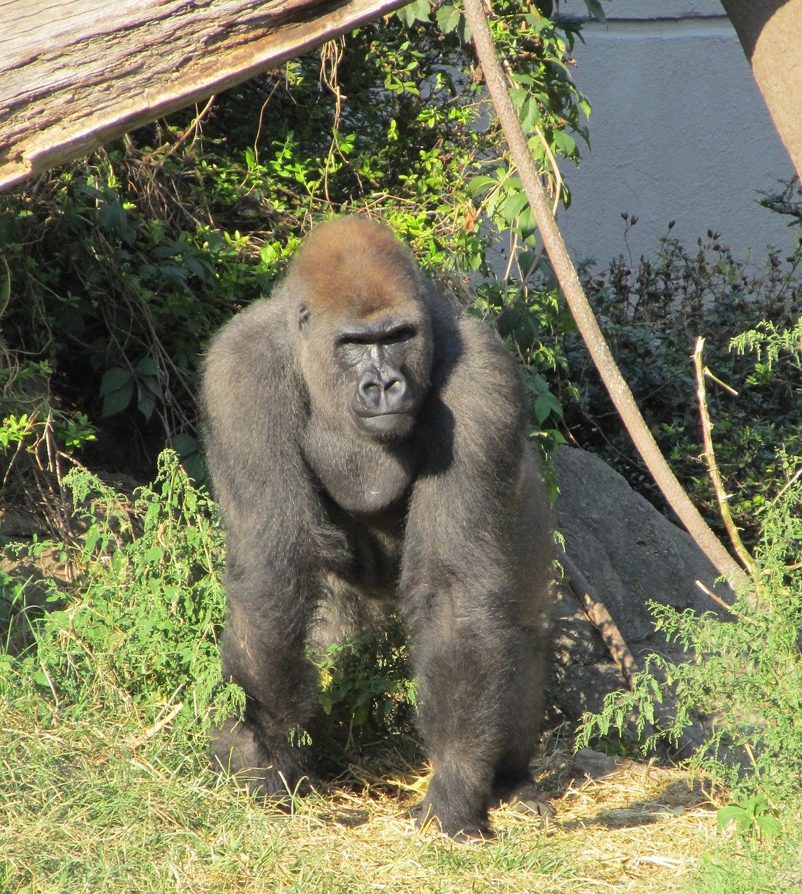 gorilla-2114414_1280